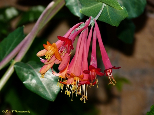 {Lonicera sempervirens}